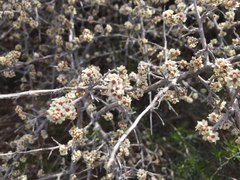 Littleleaf sumac (Rhus microphylla)