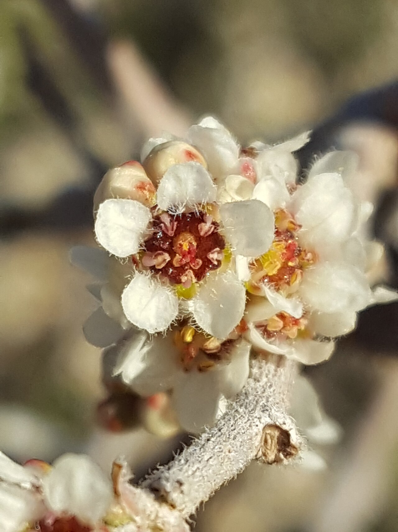 Littleleaf sumac: Little leaf sumac ( Rhus microphylla ) in the United States