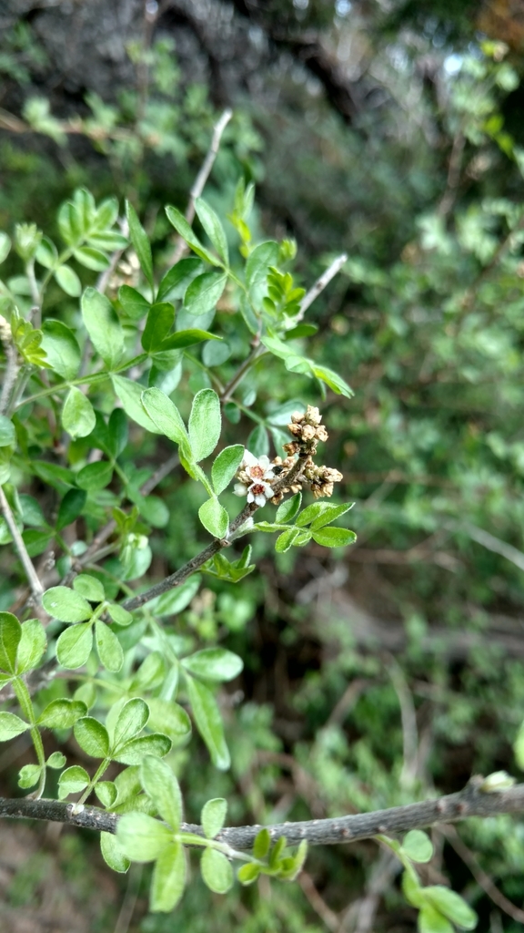 Littleleaf sumac (Rhus microphylla)