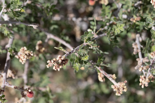 Littleleaf sumac (Rhus microphylla)