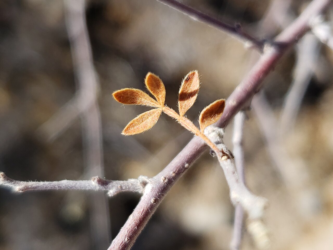 Littleleaf sumac: Little leaf sumac ( Rhus microphylla ) in the United States