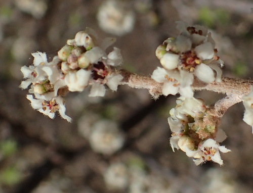 Littleleaf sumac (Rhus microphylla)