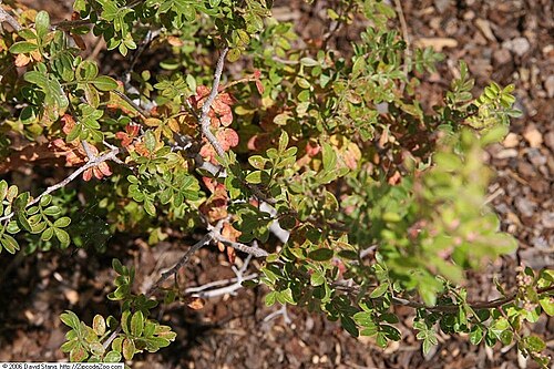 Littleleaf sumac: Location taken: United States Botanic Garden, Washington D.C.. Names: Rhus microphylla Engelm., Correosa, Desert Sumac, Littleleaf Sumac, Rhus microphyllaLittle