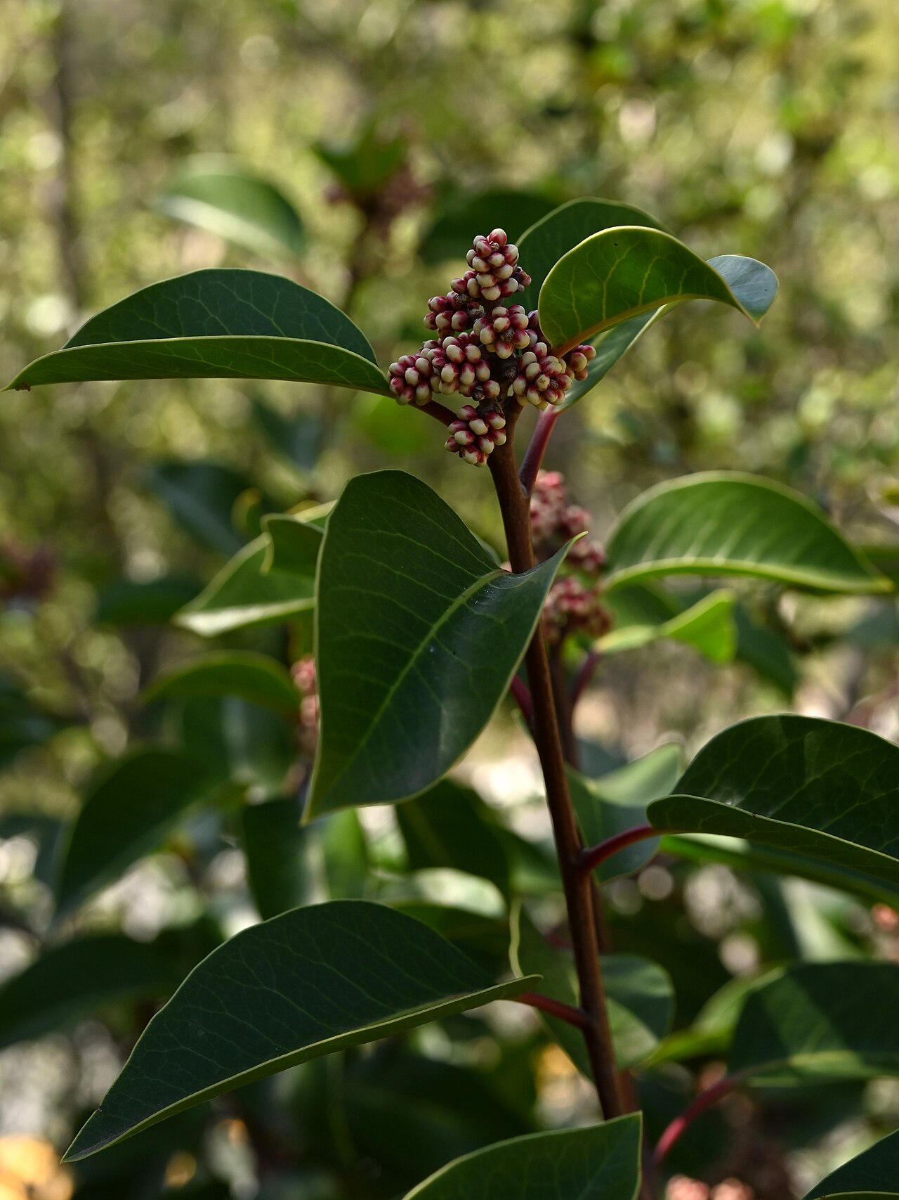 Sugar sumac: Rhus ovata in Santa Barbara Botanic Garden, California