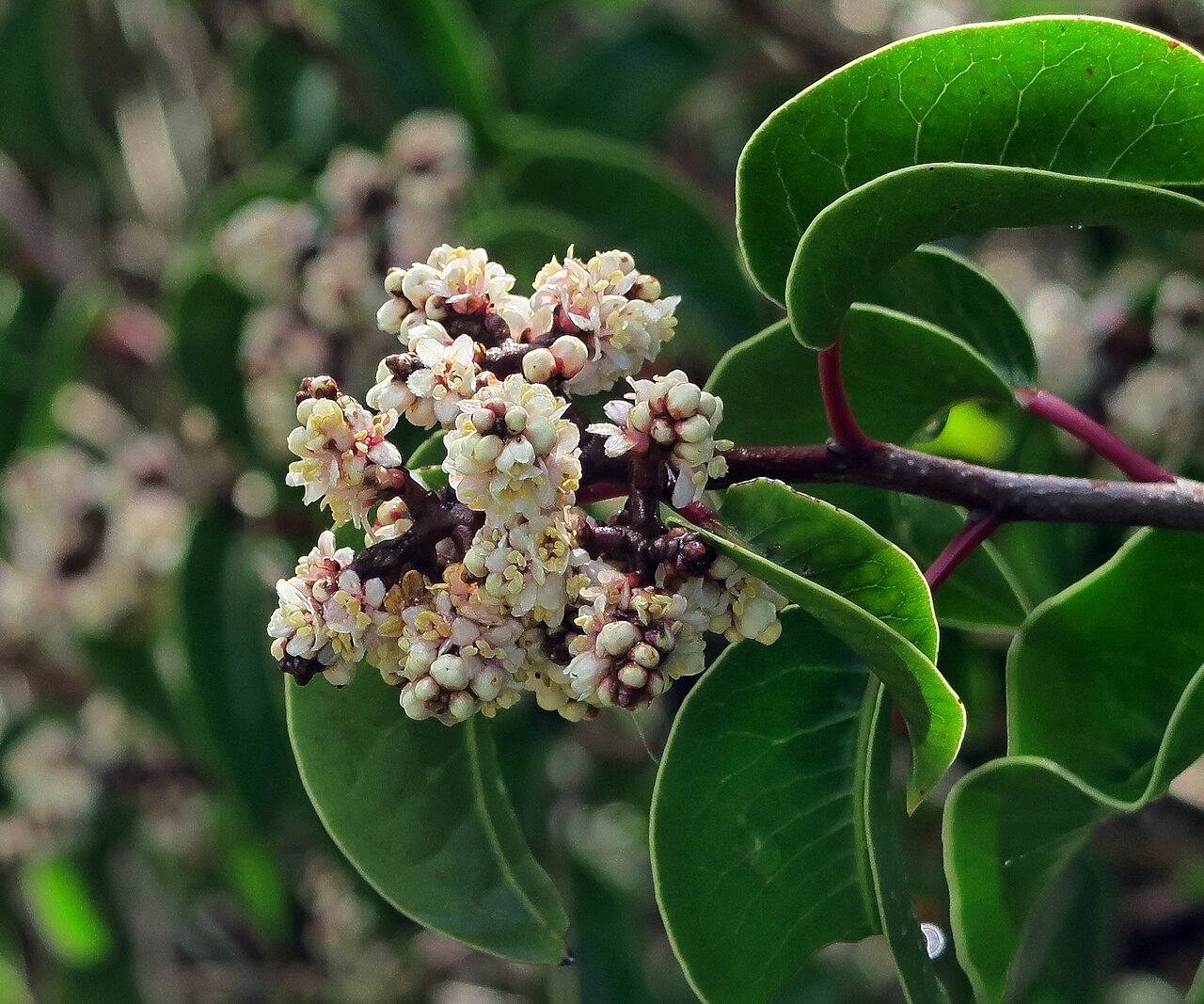 Sugar sumac: Rhus ovata—sugar bush. The shrub is a denizen of southern California at altitudes of less than 4500 feet and away from the ocean. The spray of white flowers wil