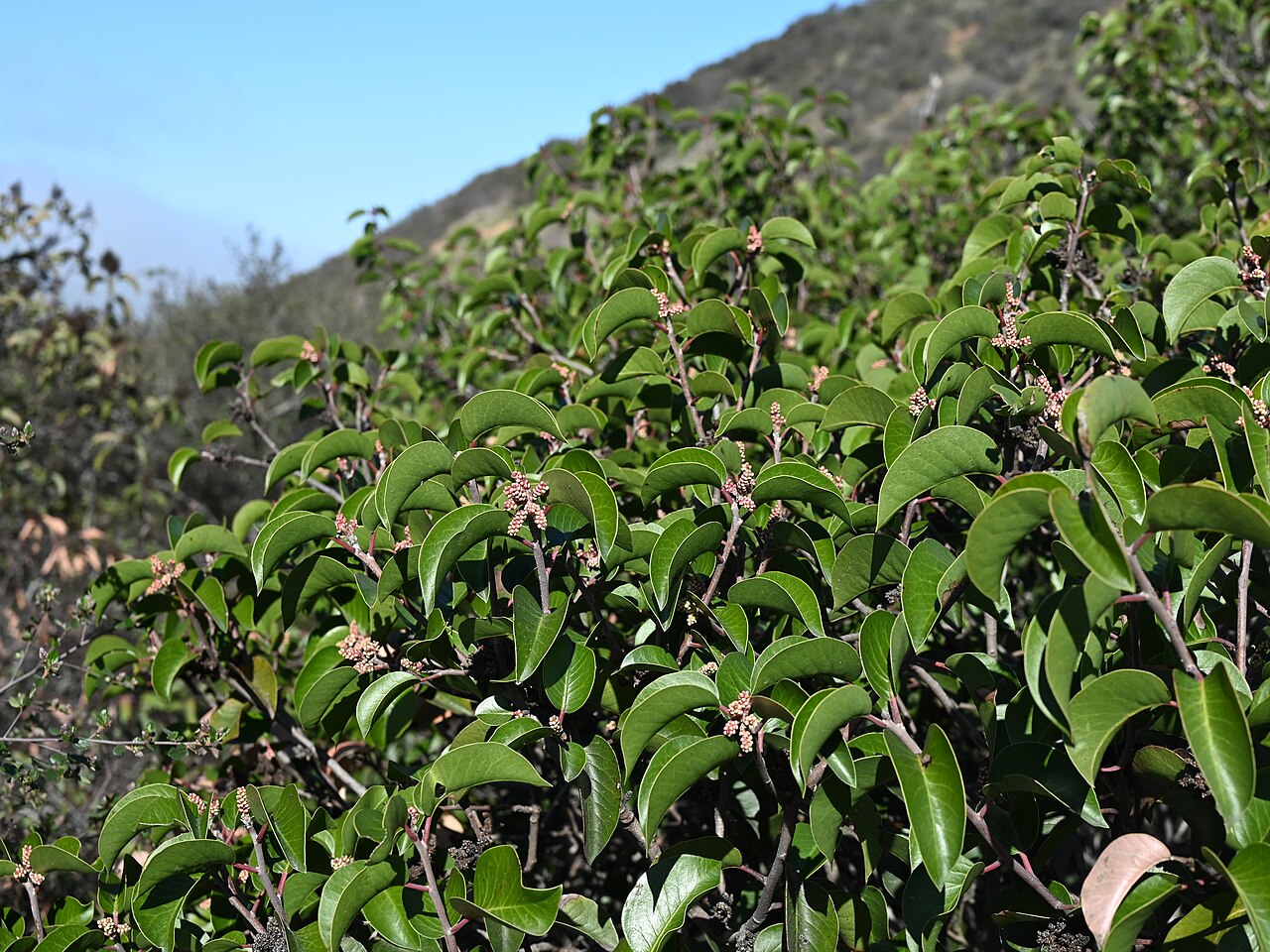 Sugar sumac: Rhus ovata on Iron Mountain Trailhead near San Diego, California