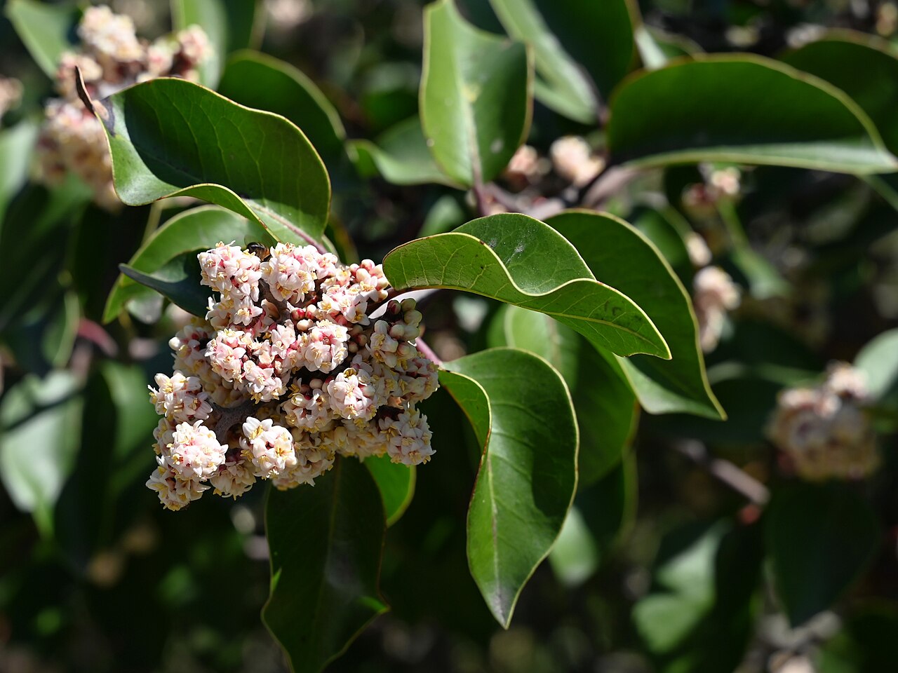 Sugar sumac: Rhus ovata in the San Diego Botanic Garden