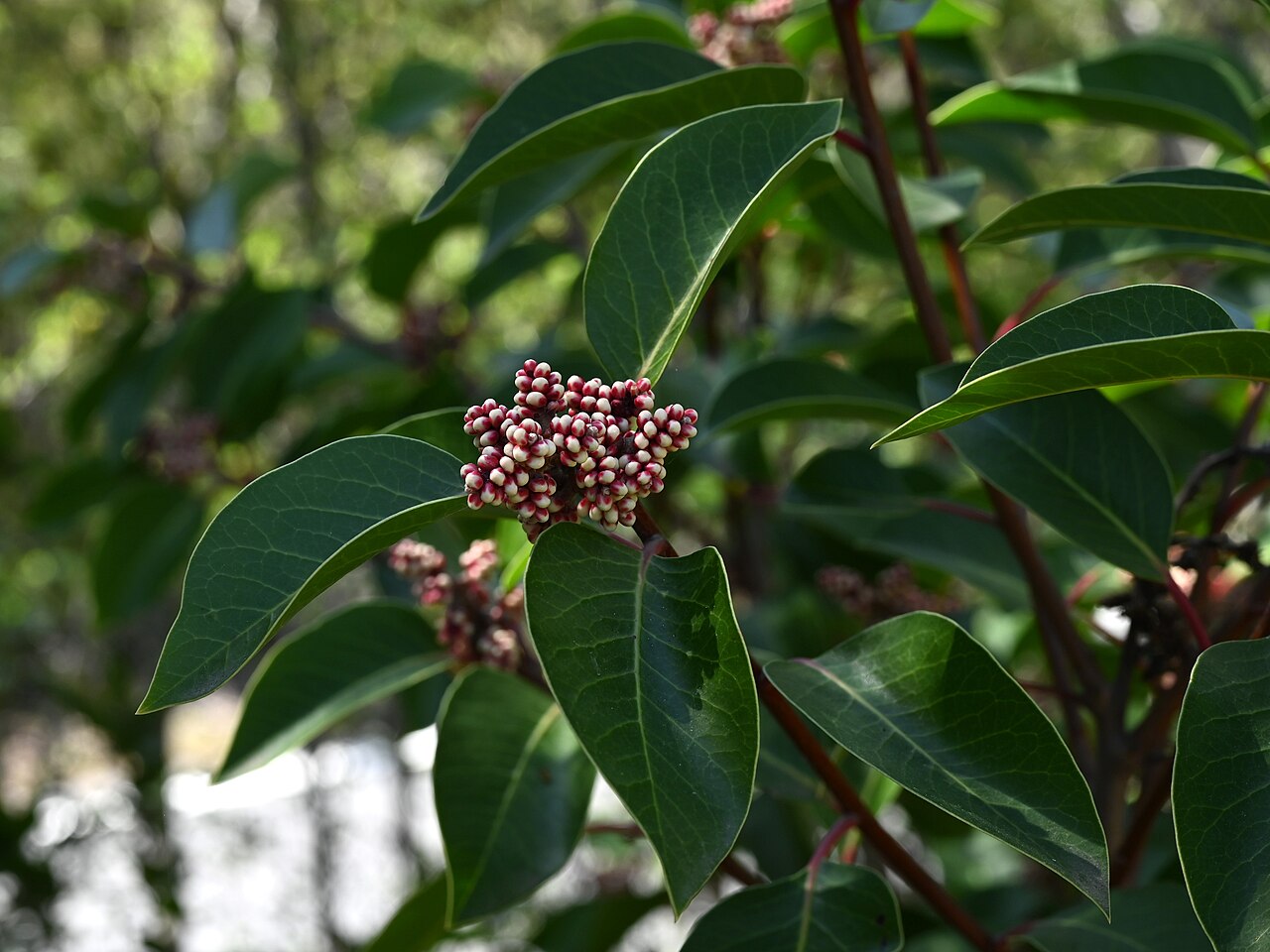 Sugar sumac: Rhus ovata in Santa Barbara Botanic Garden, California