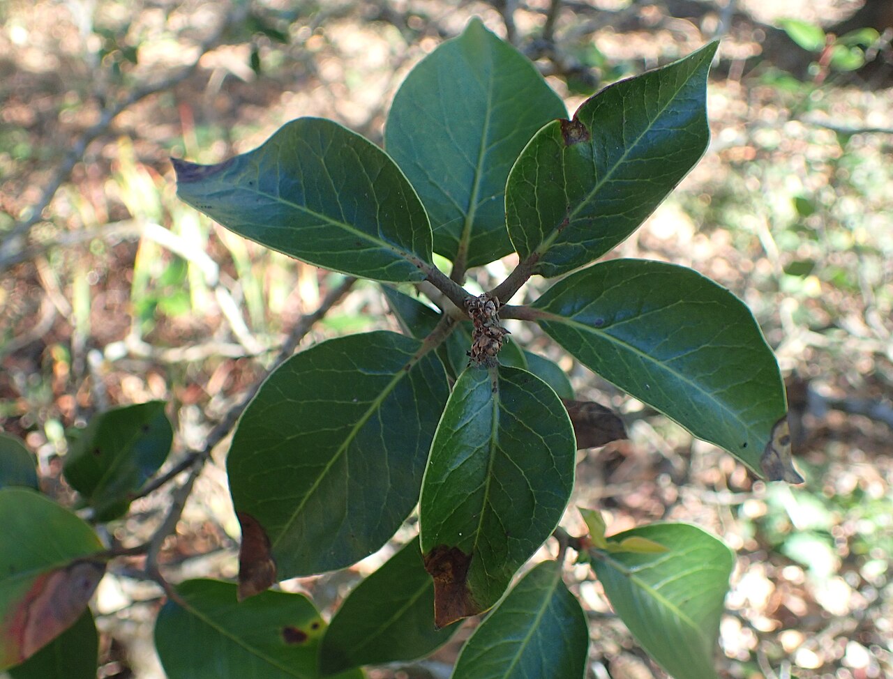 Sugar sumac: Rhus ovata in the San Francisco Botanical Garden