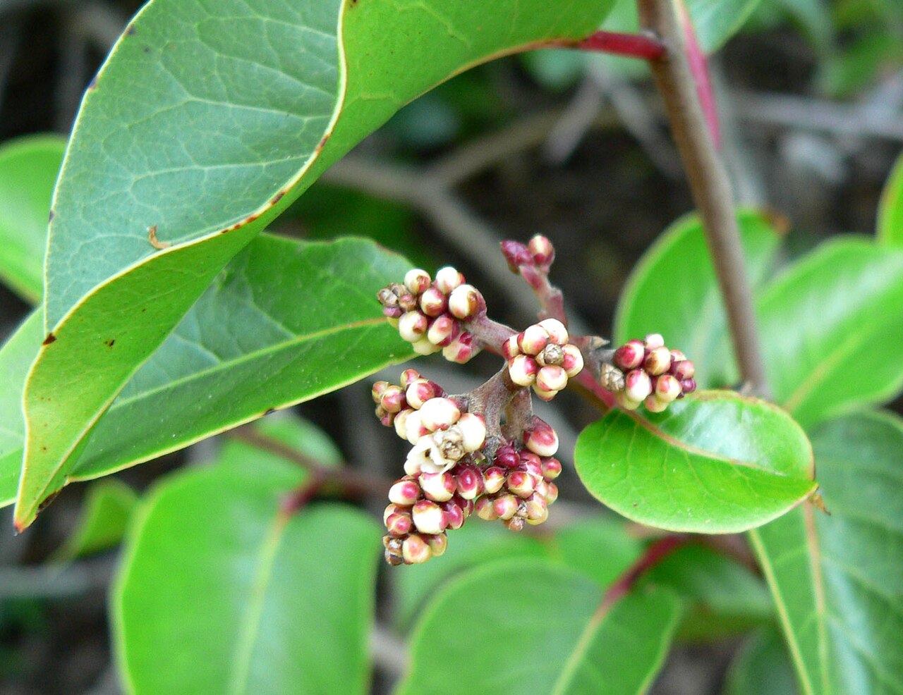 Sugar sumac: Rhus ovata — sugarbush. At the Regional Parks Botanic Garden , Berkeley, California