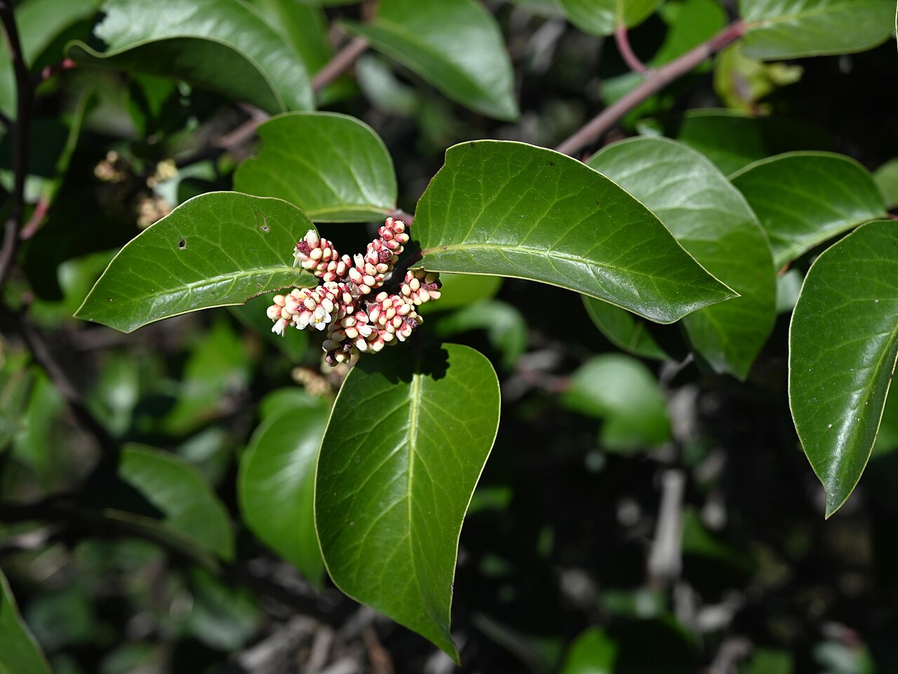 Sugar sumac: Rhus ovata on Iron Mountain Trailhead near San Diego, California