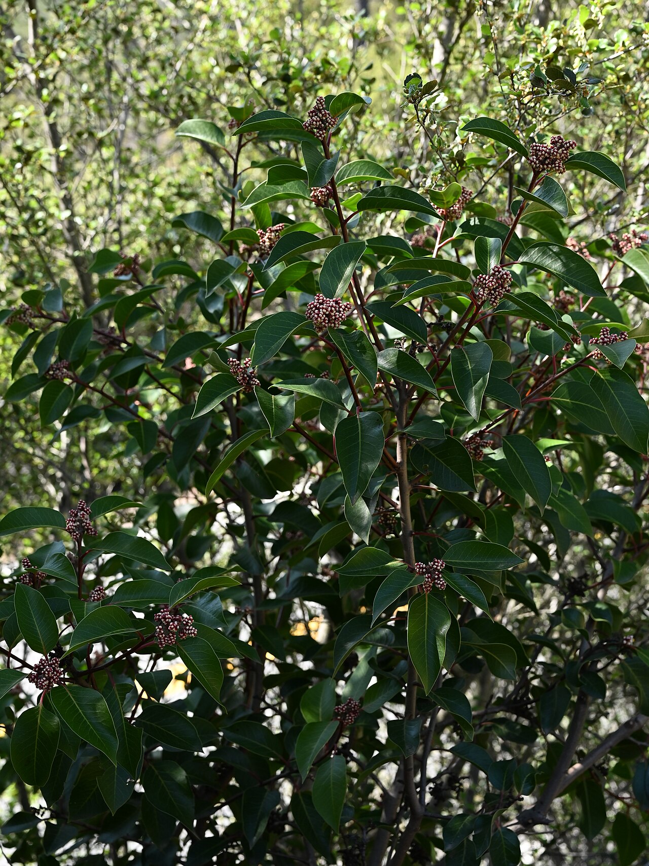 Sugar sumac: Rhus ovata in Santa Barbara Botanic Garden, California