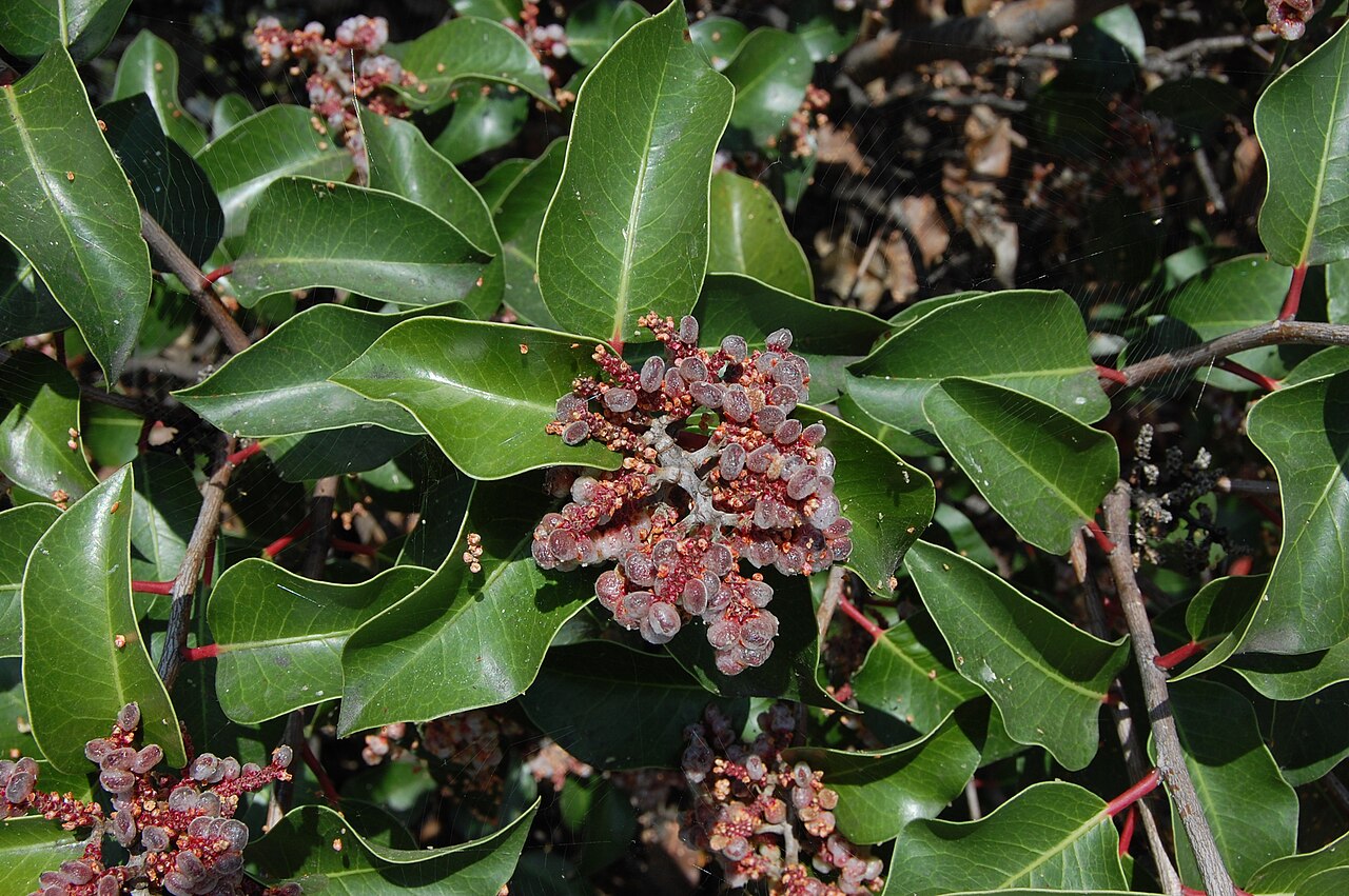Sugar sumac: Rhus ovata — Sugar Bush, Sugar Sumac. In Campbell, Template:Santa Clara County, California . Identified by Stickpen