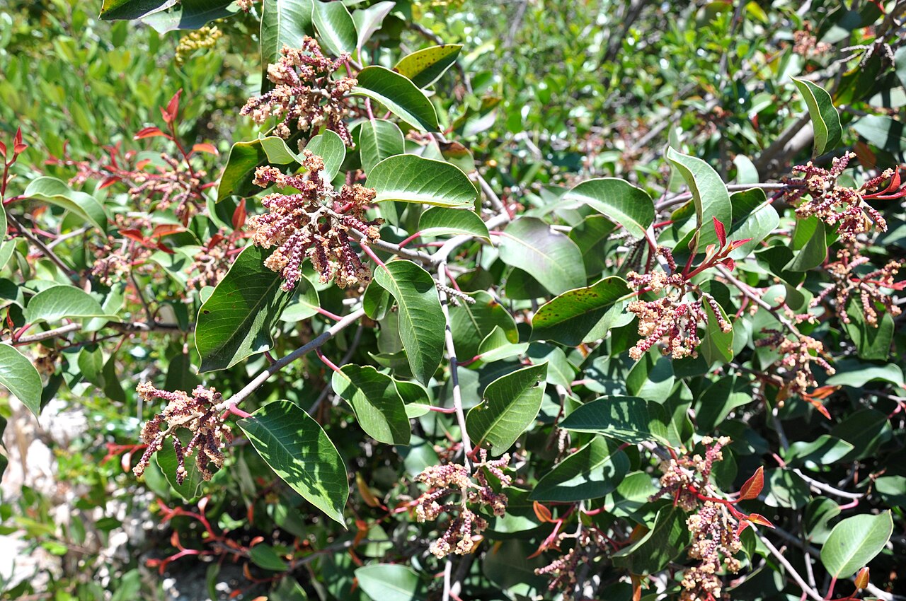 Sugar sumac: Taken in Jerusalem