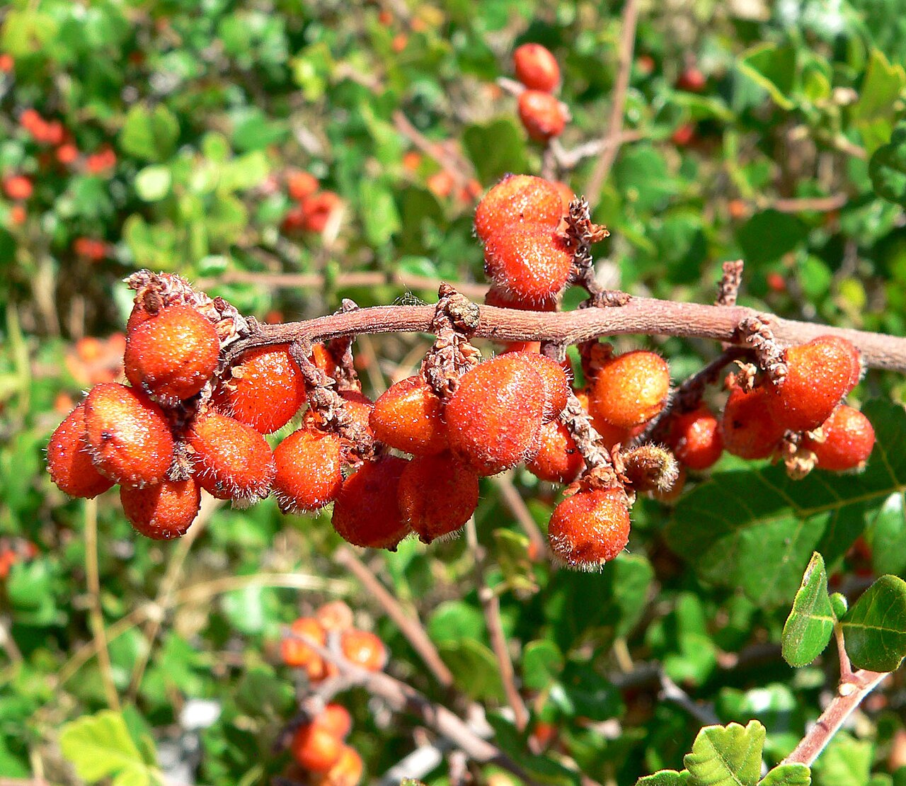 Skunkbush sumac: Rhus trilobata in Red Rock Canyon , southern Nevada