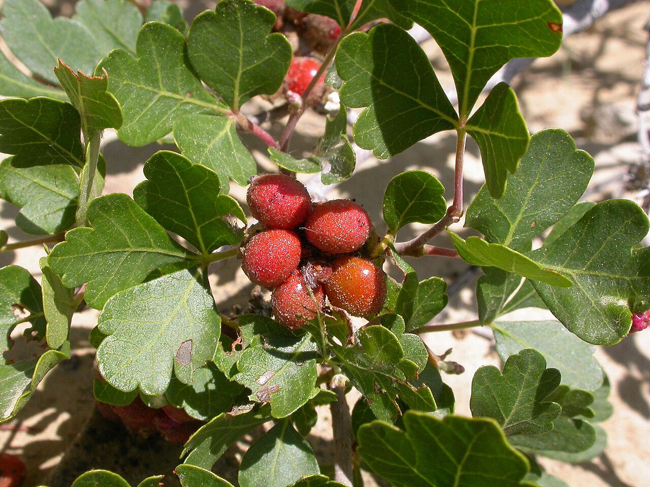 Skunkbush sumac: Rhus trilobata is common in dry open settings.