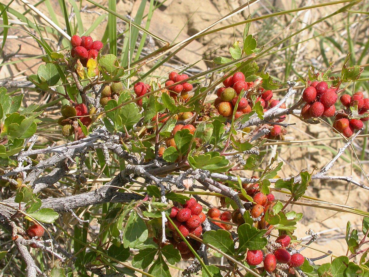 Skunkbush sumac: Rhus trilobata is common in dry open settings.