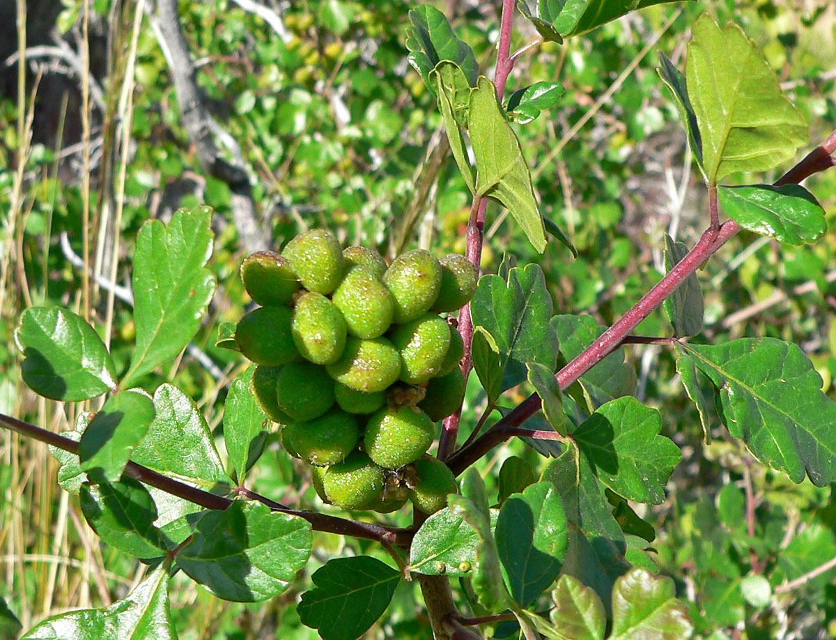 Skunkbush sumac: Photo of Rhus trilobata (squawbush) in Calico Basin west of Las Vegas, Nevada