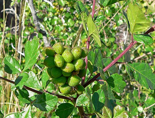 Skunkbush sumac: Photo of Rhus trilobata (squawbush) in Calico Basin west of Las Vegas, Nevada
