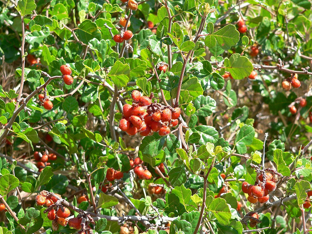 Skunkbush sumac: Rhus trilobata in Red Rock Canyon , southern Nevada