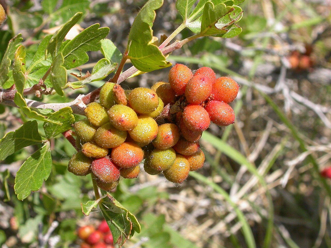 Skunkbush sumac: Rhus trilobata is common in dry open settings.