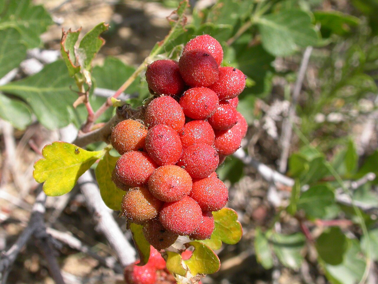 Skunkbush sumac: Rhus trilobata is common in dry open settings.