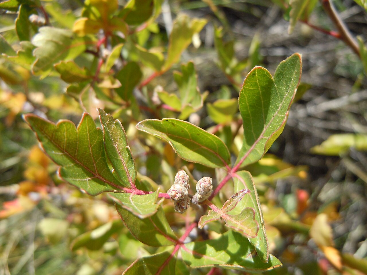 Skunkbush sumac: The small cone-like buds are distinctive.
