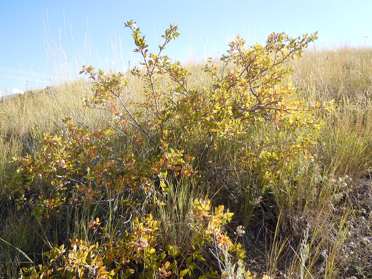 Skunkbush sumac: Skunkbush sumac is uncommon in the Bozeman area and is found only on the hotter exposures (like Toxicodendron, the other common member of Anacardiaceae in this