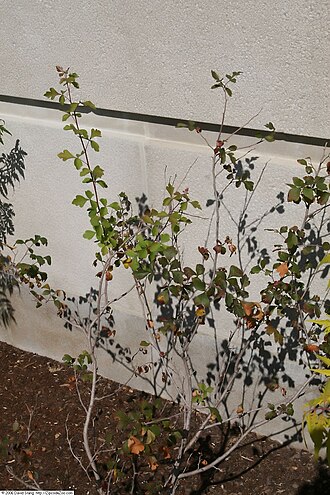 Skunkbush sumac: Location taken: United States Botanic Garden, Washington D.C.. Names: Rhus trilobata Nutt., Aromatic Sumac, Chiiłchin diyógí, Fragrant Sumac, Pole-Cat Bush, Sku