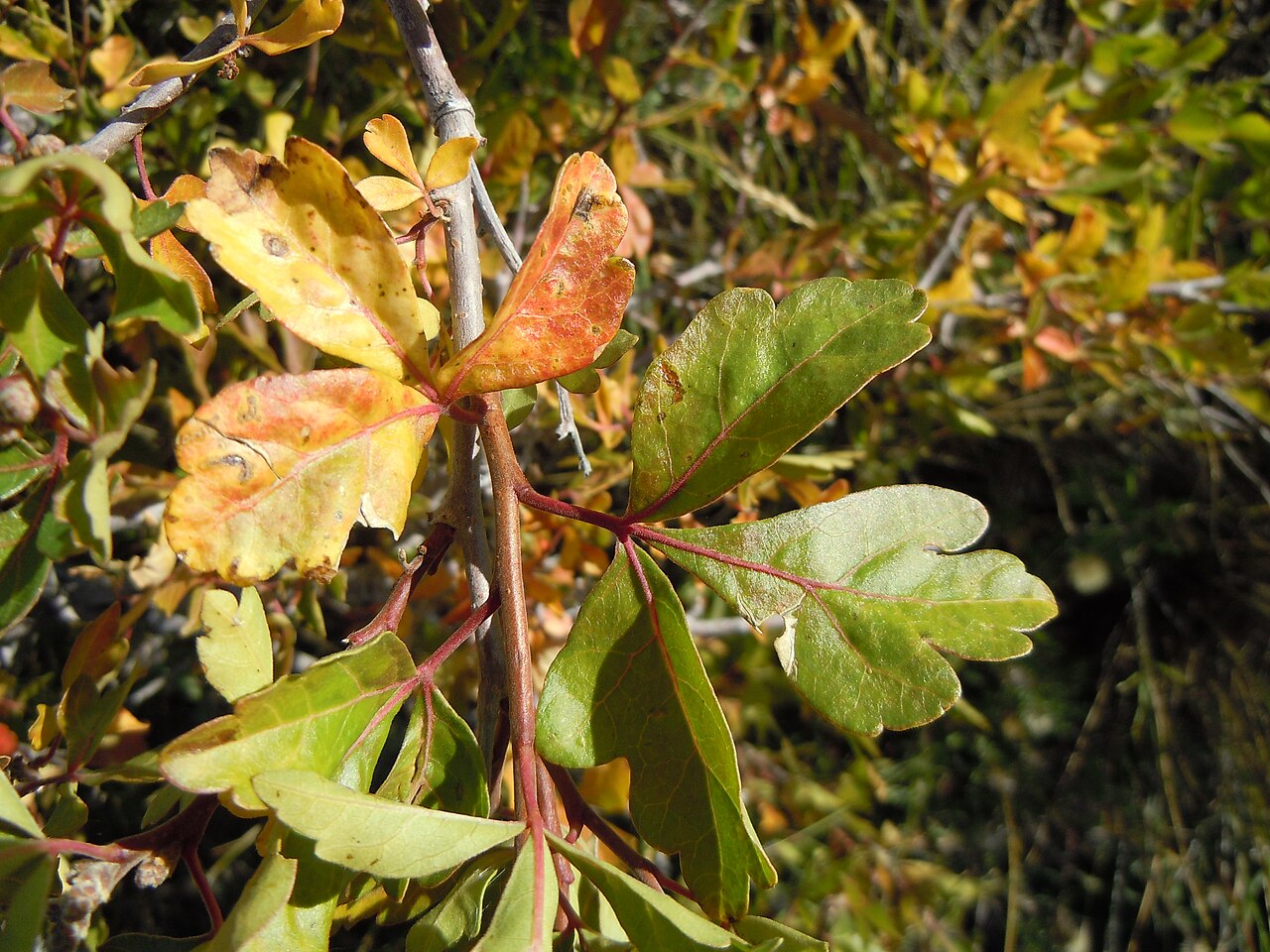 Skunkbush sumac: The three-leafleted leaf where each leaf has lobed margins is characteristic of this species.