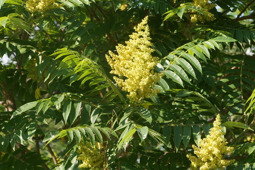 Staghorn sumac (Rhus typhina)