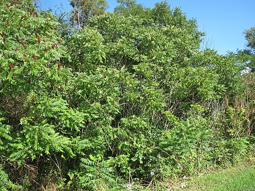 Staghorn sumac: Essigbaum ( Rhus typhina ), invasiv am Autobahndamm (A61) im Hockenheimer Rheinbogen