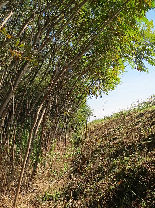 Staghorn sumac: Essigbaum ( Rhus typhina ), invasiv am Autobahndamm (A61) im Hockenheimer Rheinbogen