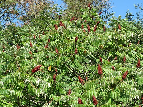 Staghorn sumac: Essigbaum ( Rhus typhina ), invasiv am Autobahndamm (A61) im Hockenheimer Rheinbogen