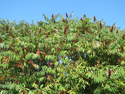 Staghorn sumac: Essigbaum ( Rhus typhina ), invasiv am Autobahndamm (A61) im Hockenheimer Rheinbogen
