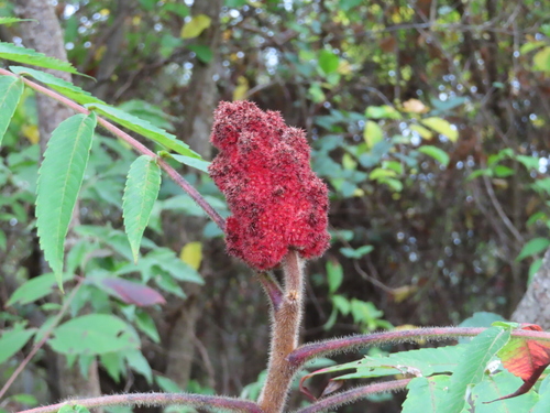 Staghorn sumac (Rhus typhina)