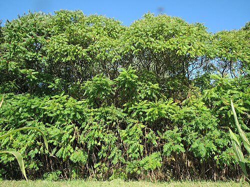 Staghorn sumac: Essigbaum ( Rhus typhina ), invasiv am Autobahndamm (A61) im Hockenheimer Rheinbogen