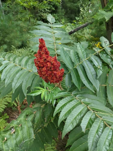 Staghorn sumac (Rhus typhina)