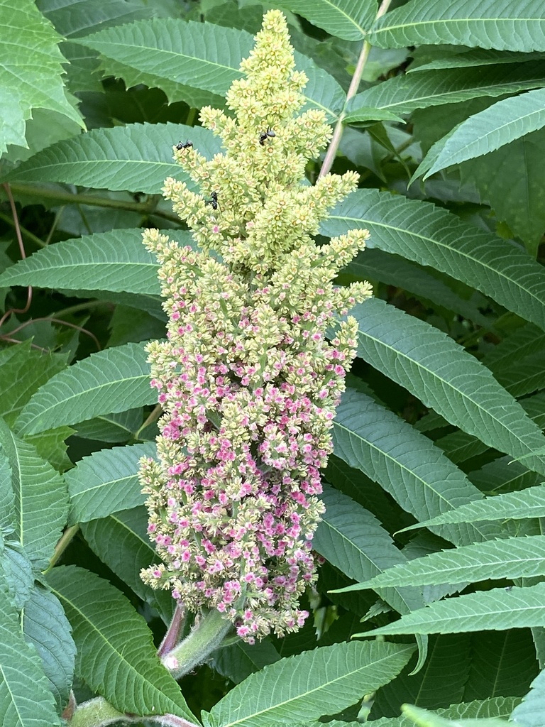 Staghorn sumac (Rhus typhina)
