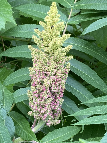 Staghorn sumac