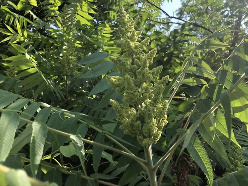 Staghorn sumac (Rhus typhina)