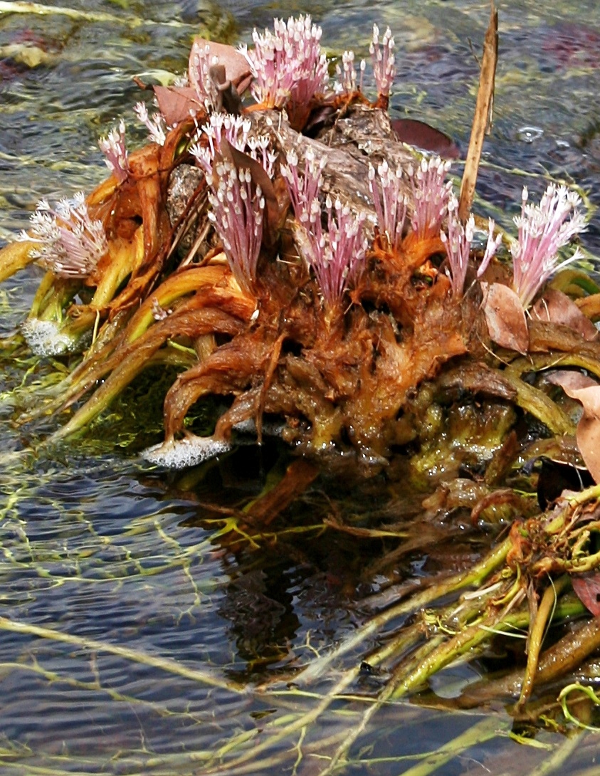 Rhyncholacis penicillata: Flowers and underwater leaves of Rhyncholacis penicillata (Podostemaceae family). Picture taken in the Carrao riverbed, near Canaima in Bolivar state, Venezuela