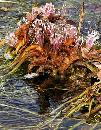 Rhyncholacis penicillata: Flowers and underwater leaves of Rhyncholacis penicillata (Podostemaceae family). Picture taken in the Carrao riverbed, near Canaima in Bolivar state, Venezuela