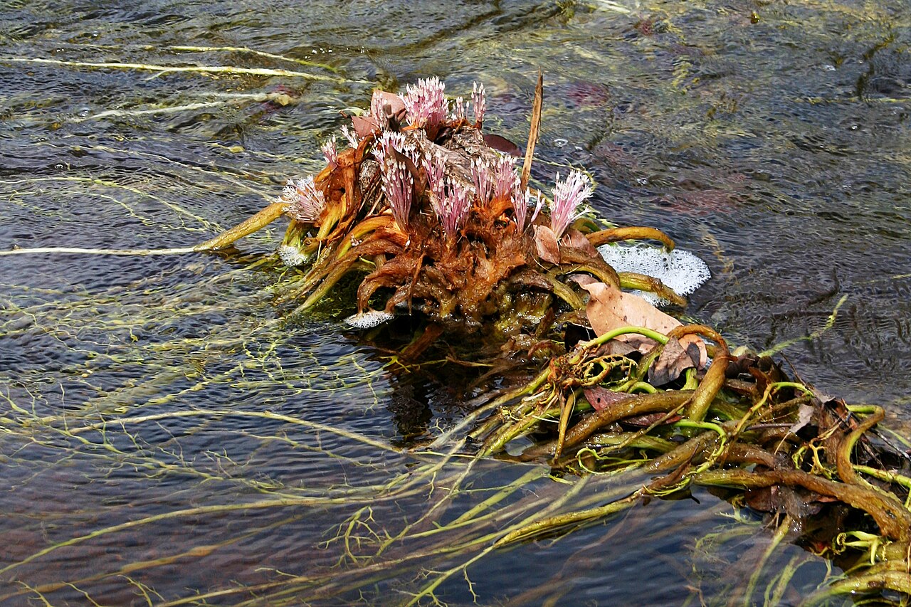 Rhyncholacis penicillata: Flowers and underwater leaves of Rhyncholacis penicillata (Podostemaceae family). Picture taken in the Carrao riverbed, near Canaima in Bolivar state, Venezuela