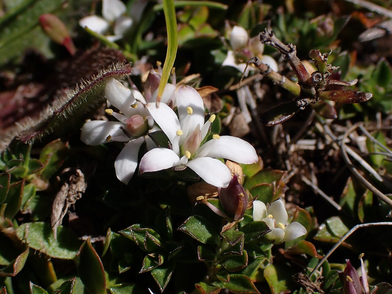 Rhytidosporum alpinum: Rhytidosporum alpinum. Species of plant.