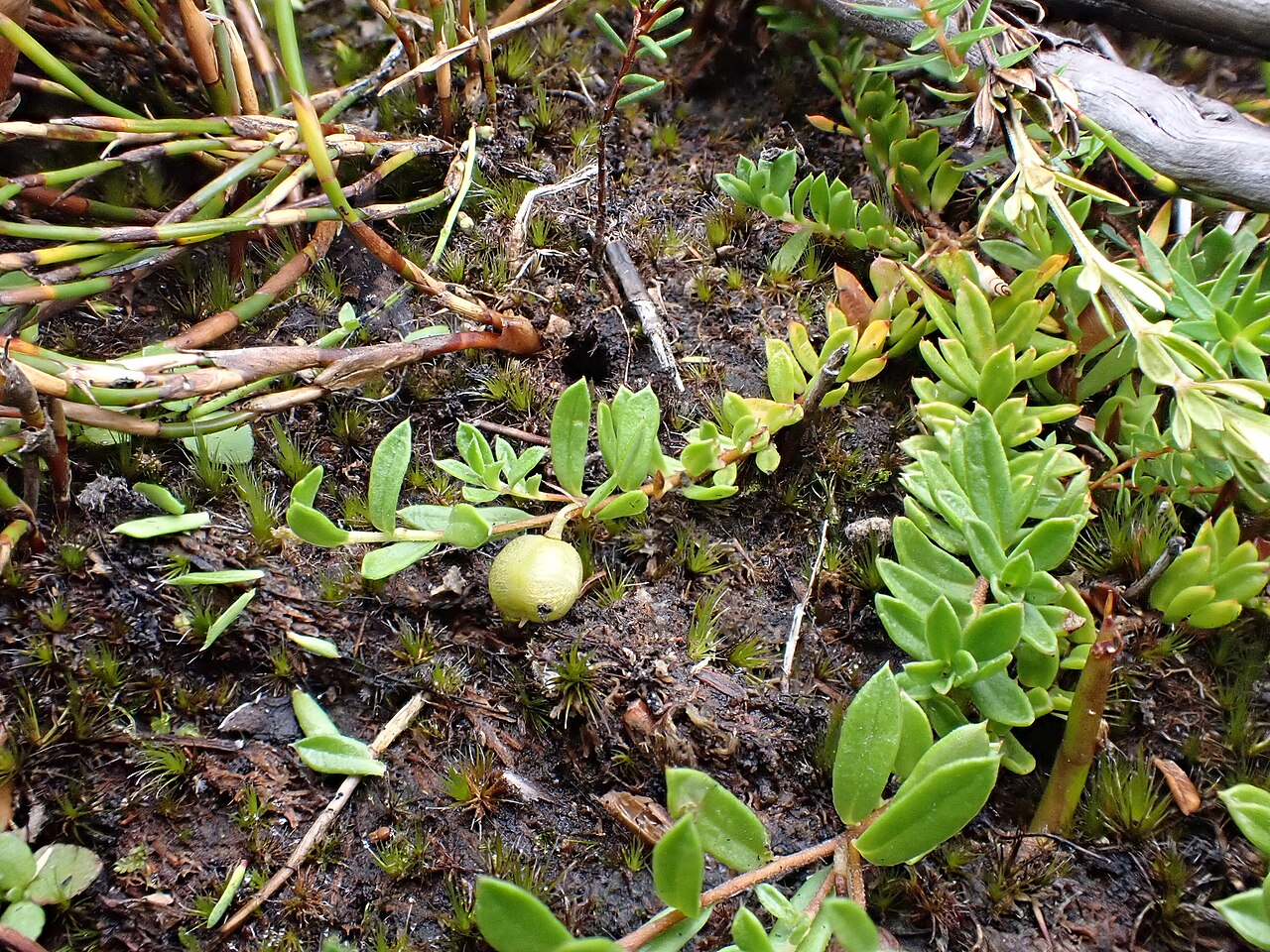 Alpine appleberry: Rhytidosporum inconspicuum. Species of plant.
