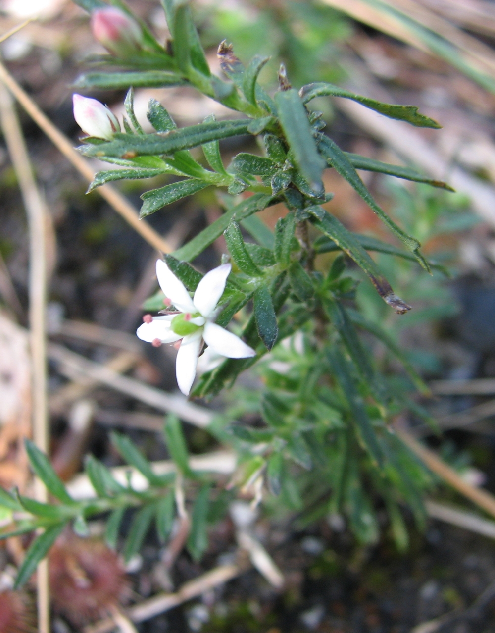 Rhytidosporum procumbens: Rhytidosporum procumbens , Bunyip State Park, Victoria, Australia