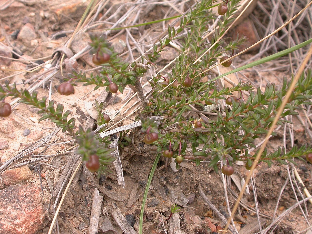 Rhytidosporum procumbens: Rhytidosporum procumbens (Hook.) F.Muell., Black Mountain, ACT, 11 October 2010