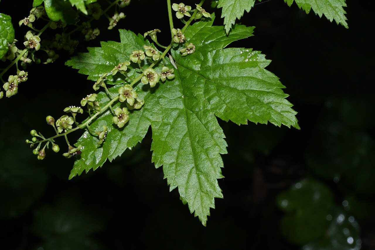 Stink currant: Stink Currant, California Black Currant