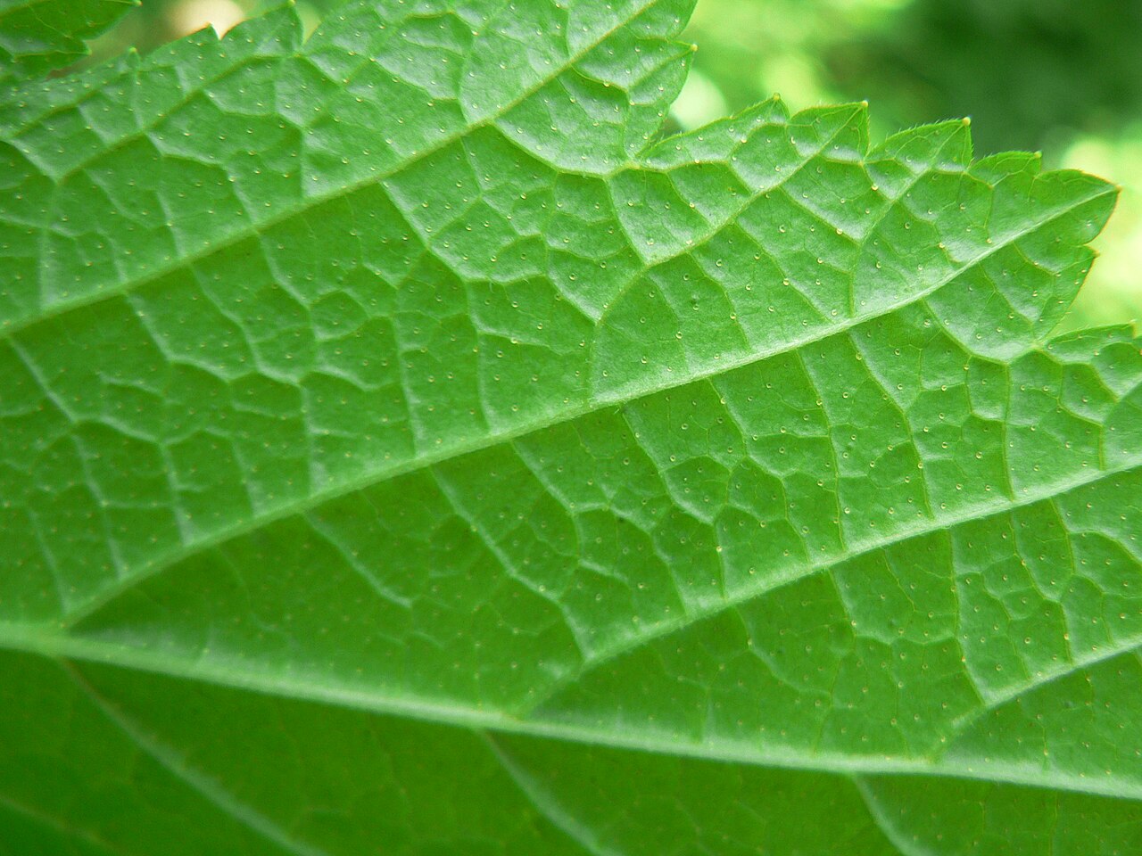 Stink currant: Stink Currant